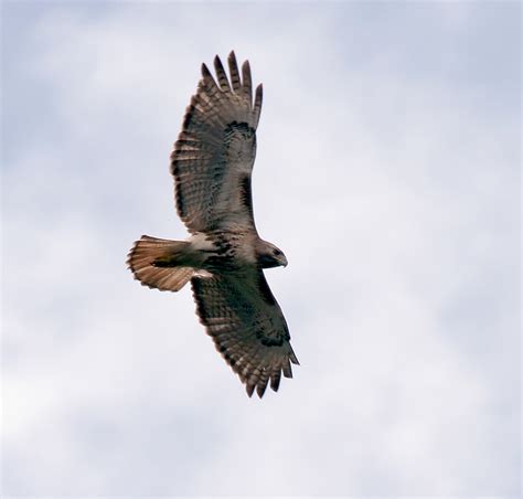 Puerto Rico Wildlife: Alfredo Colón | Red-tailed Hawk, Guaraguao