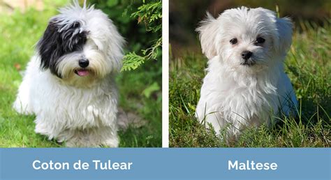 Is Coton De Tulear A Good Family Dog
