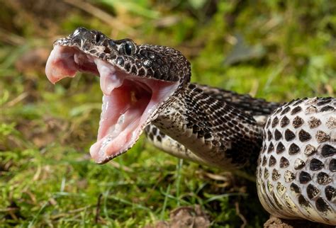 The Venomous Snakes Of Oklahoma Worldatlas