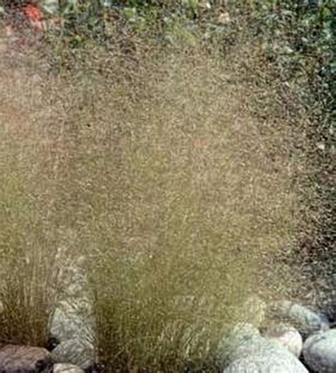 Ornamental Grass Seed Agrostis Nebulosa Seeds