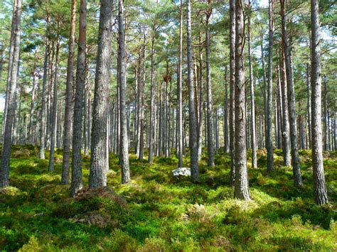 Considering Forest and Grassland Carbon in Land Management | Forest ...