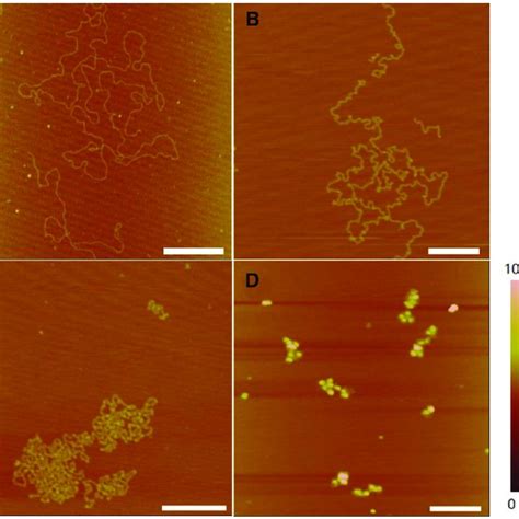 AFM images of DNA incubated with 770 μM cisplatin A Incubation of 1