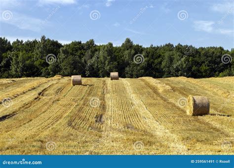 Twisted Straw Stacks After Harvest Stock Image Image Of Harvest