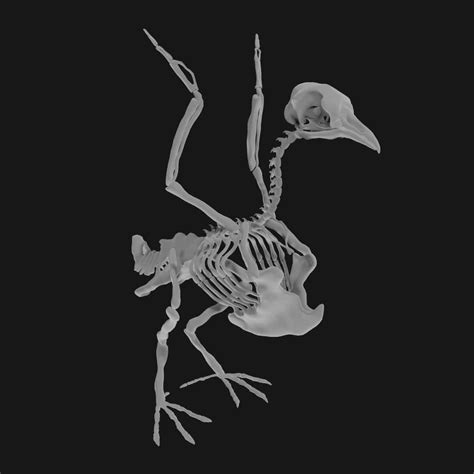 Pigeon Skeleton 3d Model Low Poly