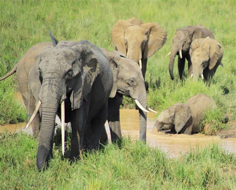 Research Finds That Climate Change Threatens Older Elephants Most
