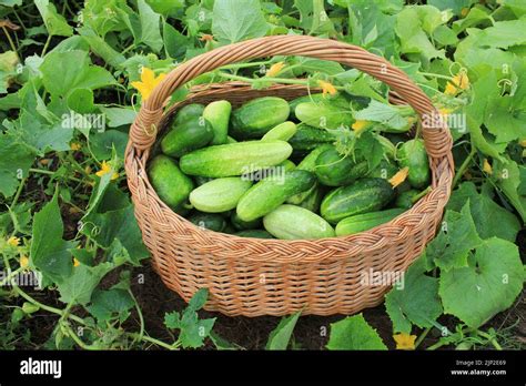 cucumber, harvest, cucumbers, harvests Stock Photo - Alamy