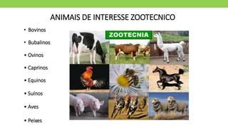 Zootecnia nas escolas: O que faz um Zootecnista? | PPTX