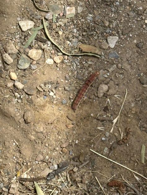Never Seen One This Color At My House Before Rcaterpillars
