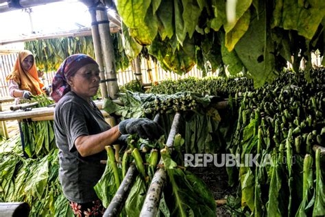 Penyerapan Harga Tembakau Menurun Selama Pandemi Republika Online