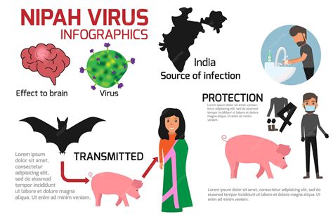 premium vector nipah virus infographics