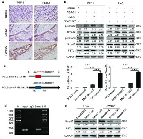 Tgfβ1 Smad23 Signalling Pathway Regulates The Expression Of Fstl1 Download Scientific Diagram