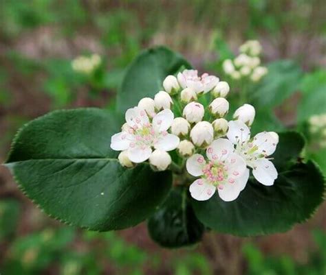 Черноплодная рябина - Aronia, вредители, размножение, болезни аронии