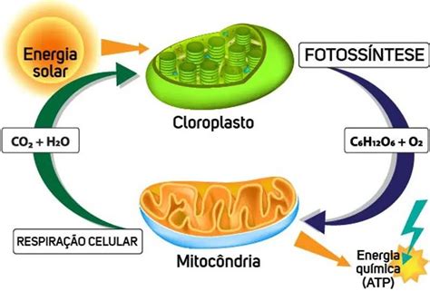 Cloroplastos E Mitocôndrias - A teoria da endossimbiose acredita que mitocôndrias e cloroplastos ...