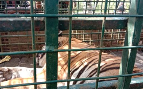 Maneater Tiger Mdt23 Captured After 22 Days Social News Xyz