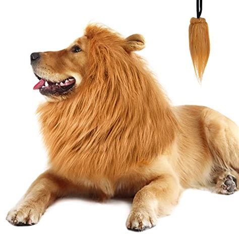 Best Lion Mane For Dog