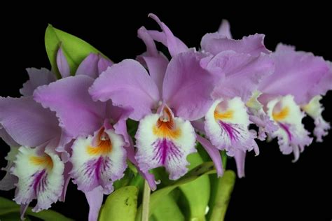 Cattleya Labiata Multiforme Cultivo Orquidário Linhares Flickr