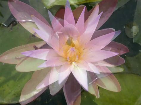 Aquatic Plants - YouTube