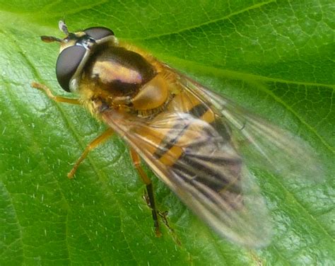 scarce hoverfly botanics stories