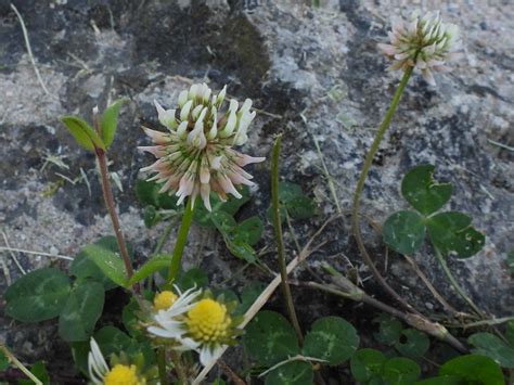 Wei Klee Wei Klee Trifolium Repens C Carolin Zimmerma Flickr