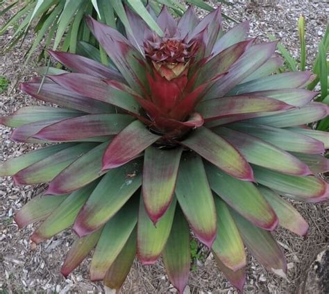 Alcantarea Silver Plum Bromeliad 16 Pot Hello Hello Plants