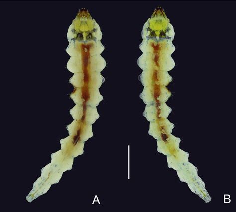 Brachys Cleidecostae Sp Nov Mature Larva Habitus A Dorsal B
