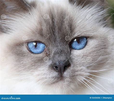 close    beautiful fluffy white baby blue eyed birman cat stock