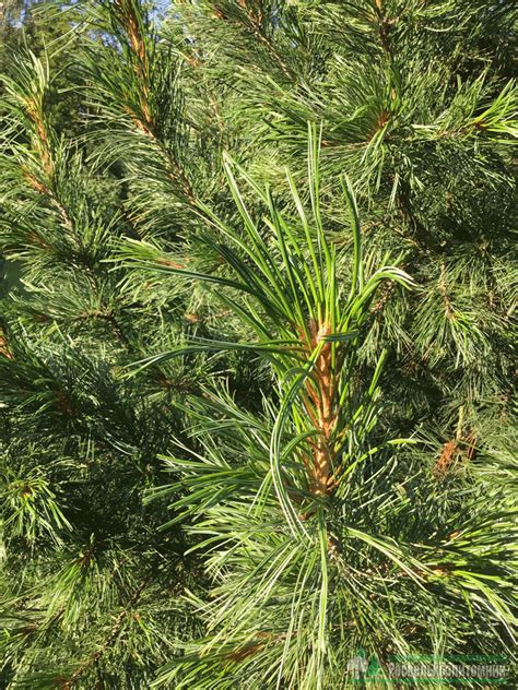 Сосна кедровая сибирская купить в питомнике Россельхозпитомник