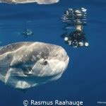 Weekly Underwater Hot Shot Week 42 By Susannah H Snowden Smith UnderwaterPhotography Blog