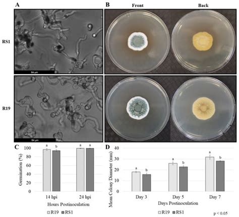 Microorganisms Free Full Text Comparative Penicillium Spp Transcriptomics Conserved