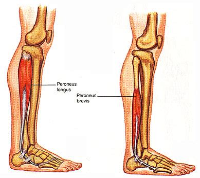 The peroneal muscles Origin, Insertion, Function, Exercise | Mobile