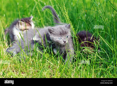 Cute Kittens Playing