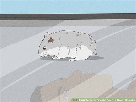 How To Determine The Sex Of A Dwarf Hamster 9 Steps