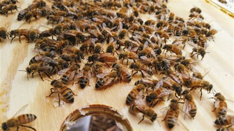 bees report   regina beekeeper  lost   strong