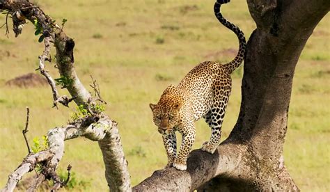 Do Cheetahs Climb Trees Exploration Squared