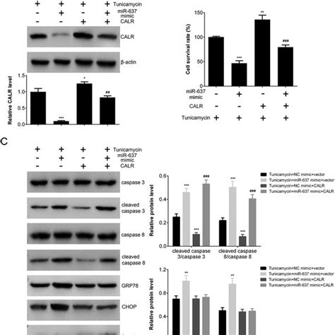 Calr Overexpression Reversed The Pro Apoptosis Effects Of Mir In