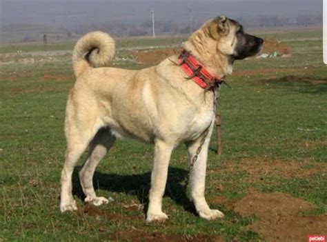 Kangal Shepherd Dog - Profile | Traits | Care | Behavior - DogDwell