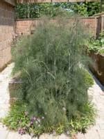 Stauden Stade Versand Shop Foeniculum Vulgare Atropurpureum Bronze