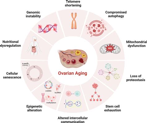 Potential Mechanisms Of Ovarian Aging The Figure Was Created With