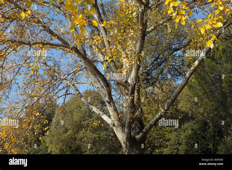 Parco Delle Cascine Florence Stock Photo Alamy