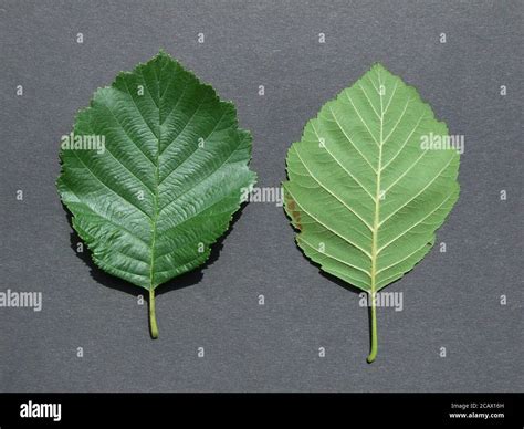 Black Alder Forest Hi Res Stock Photography And Images Alamy