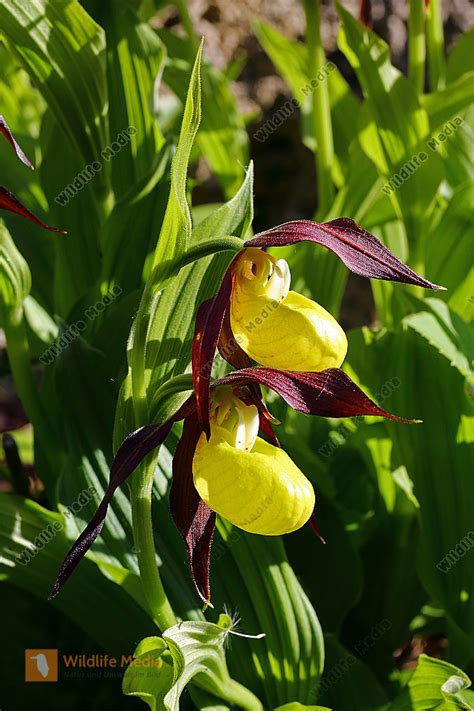 Frauenschuh Bild Bestellen Naturbilder Bei Wildlife Media