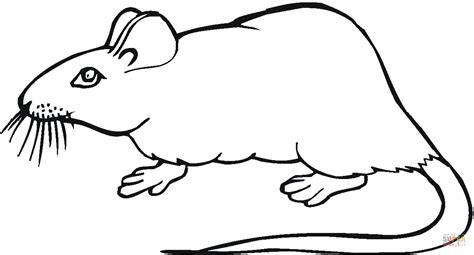 Rat 19 Coloring Page Free Printable Coloring Pages