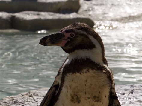 Pinguin Burung Hewan Kebun Foto Gratis Di Pixabay Pixabay