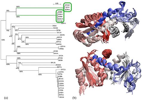 Sotcase And Homologous Proteins Phylogenetic Tree And Structural