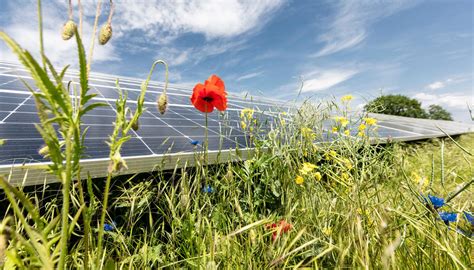 Lebensraum Solarpark EnBW