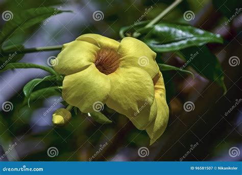 Bunga Alamanda Stock Image Image Of Blurred Green Bloom 96581507