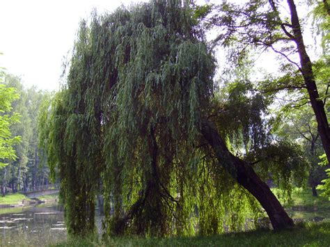 Самая Большая Ива Фото — Картинки фотографии