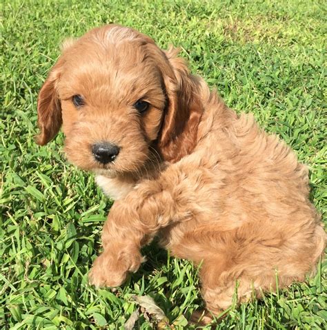 Cavapoo Puppies For Sale | New Holland, PA #309601