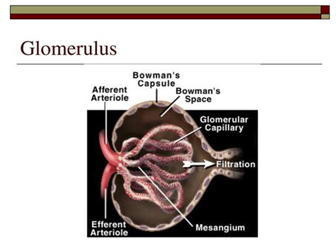 Also Known As The Urinary System Ppt Download