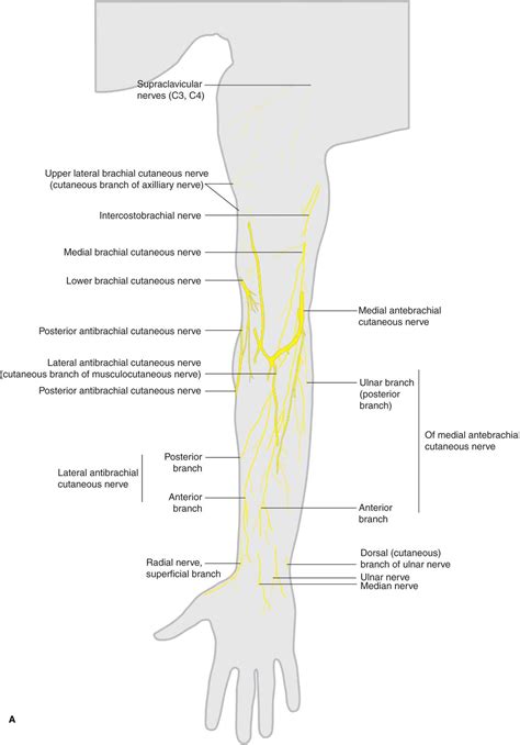 Lateral Cutaneous Nerve Of Thigh Wikipedia